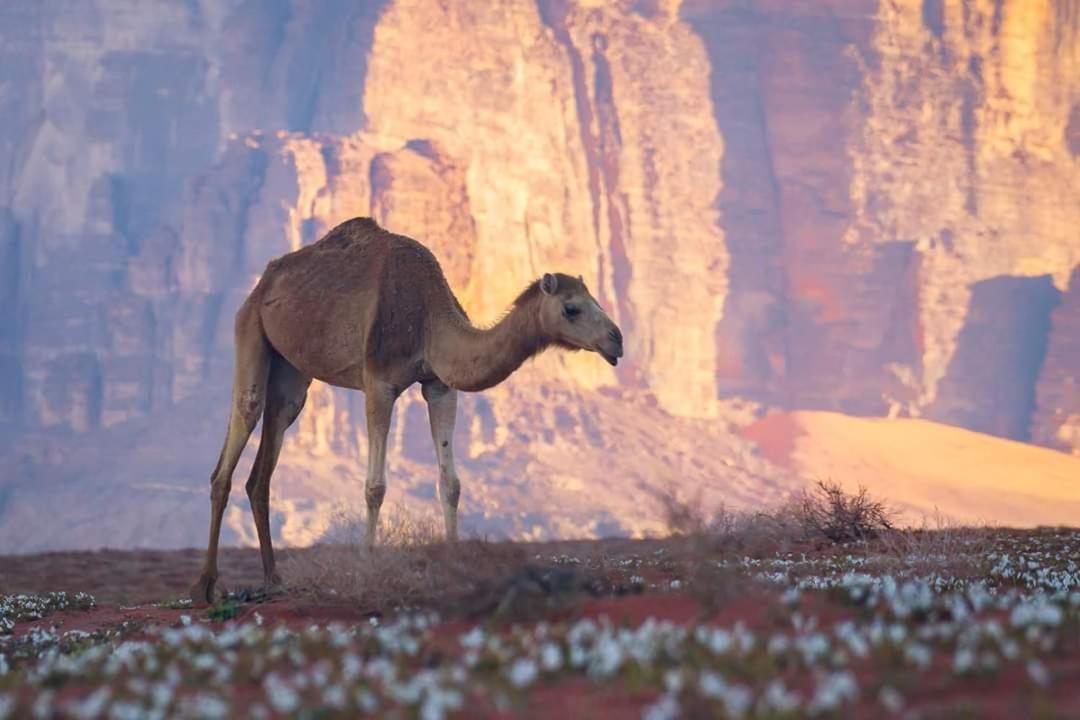 Wadi Moon Camp